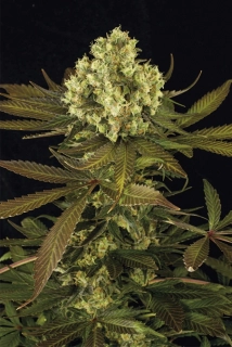 Humboldt Seeds Sour Blueberry regular