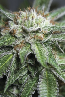 Humboldt Seeds Bubba Kush regular
