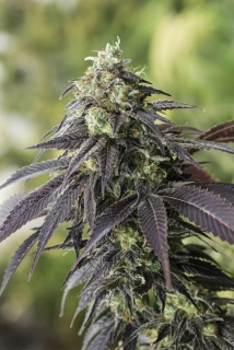 Humboldt Seeds 707 Headband