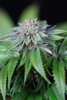 Humboldt Seeds Ewe 2