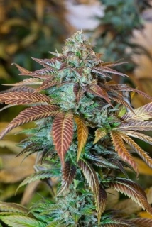 Humboldt Seeds Lemon Kush Headband