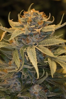 Humboldt Seeds Lost Coast OG