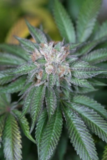 Humboldt Seeds Master kush