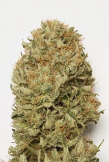 Humboldt Seeds Blue Dream Auto