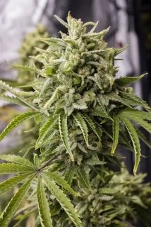 Humboldt Seeds Bubba Kush Auto