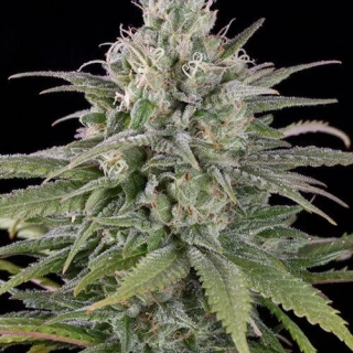 Humboldt Seeds Dr. Greenthumbs Dedoverde Haze Auto