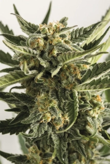 Humboldt Seeds Lost Coast Skunk Auto