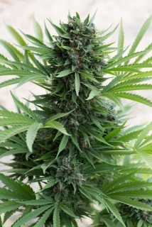 Humboldt Seeds Sour Diesel Auto
