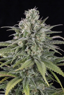 Humboldt Seeds UK Cheese Auto