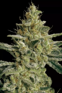 Paradise Seeds Allkush