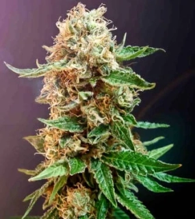 Bulldog Seeds Auto Haze 5ks