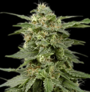 Bulldog Seeds White Widow 5ks