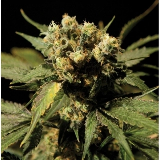 Bulldog Seeds Silverstar Haze 5ks