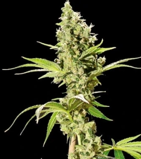 Bulldog Seeds Sour Diesel 5ks
