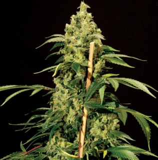 Bulldog Seeds Jack Herer 5ks