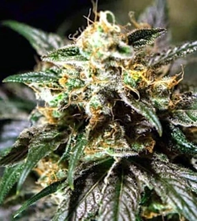 Bulldog Seeds O.Z. Kush 5ks