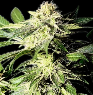 Bulldog Seeds The Bulldog Skunk regular 5ks