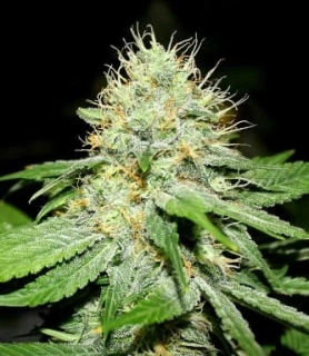 Bulldog Seeds Original Afghan regular 5ks