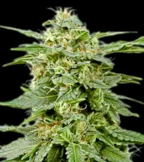 Bulldog Seeds White Widow regular 5ks