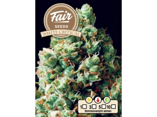 Fair Seeds White Critical
