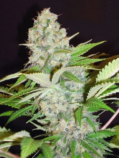Ministry of Cannabis Auto Cheese NL