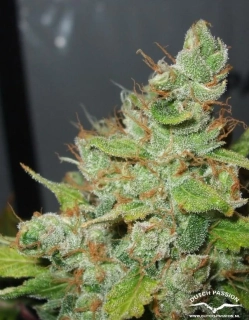 Growshop Seeds Orange Bud Diesel