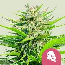 Royal Queen Seeds Royal Cheese Fast Version