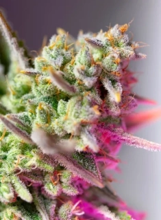 Sweet Seeds Sweet mix feminizovaný 10ks