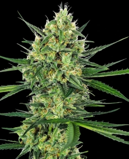 VIP seeds Cheese