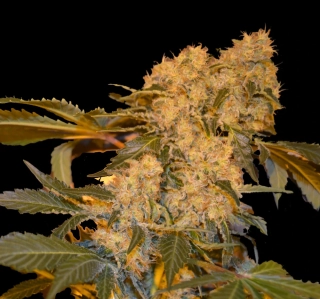 VIP seeds Chingis Khan