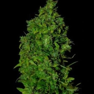 VIP seeds VIP Dwarf Auto