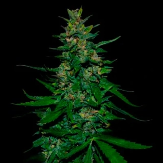 VIP seeds Timanfaya Auto