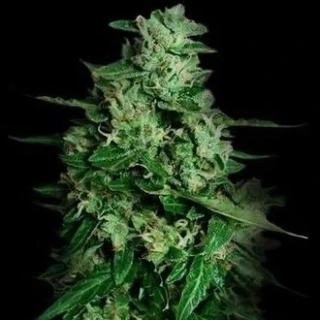 VIP seeds Northern Delights Auto