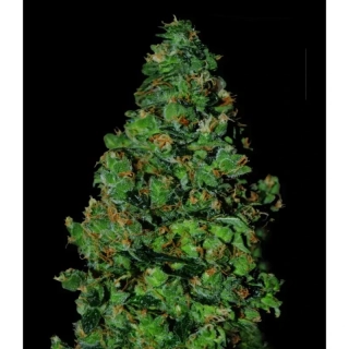 VIP seeds Membrana HIPER Auto