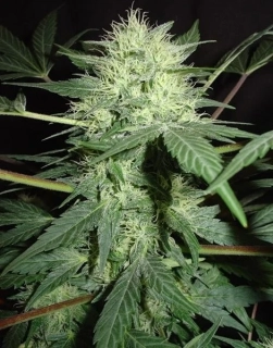 Green House Seeds Northern Lights Auto