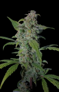 Green House Seeds Super Lemon Haze Auto