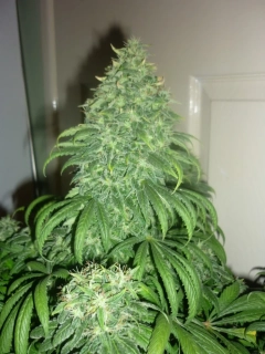 Green House Seeds Super Bud Auto