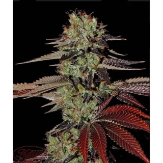 Green House Seeds King's Kush Auto