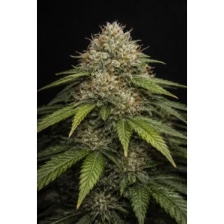 Green House Seeds Exodus Cheese Auto Akce 1+1 balení