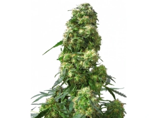 Natural Seeds Early Skunk