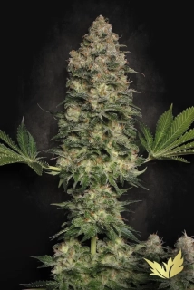Natural Seeds White Jack