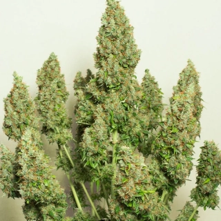 Natural Seeds Mazar Auto