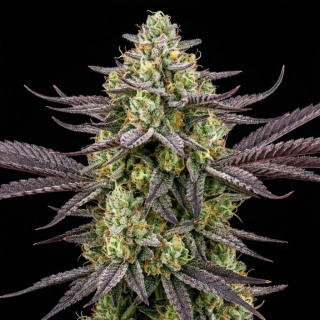 Natural Seeds Chocolope