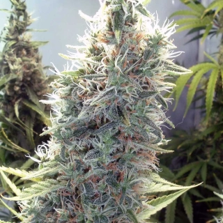 Natural Seeds Cinderella 99