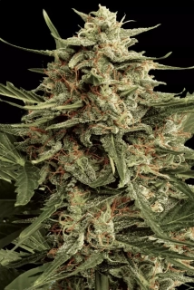 Paradise Seeds Automaria II