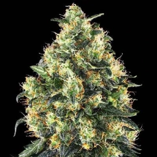 Sensi Seeds Super Skunk