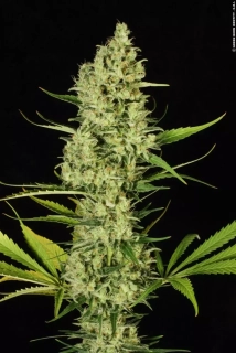 Paradise Seeds Delahaze