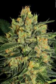 Paradise Seeds Durga Mata