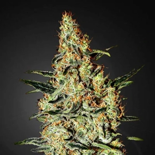 Delicious Seeds Critical Neville Haze Auto