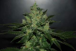 Delicious Seeds Critical x Jack Herer Auto